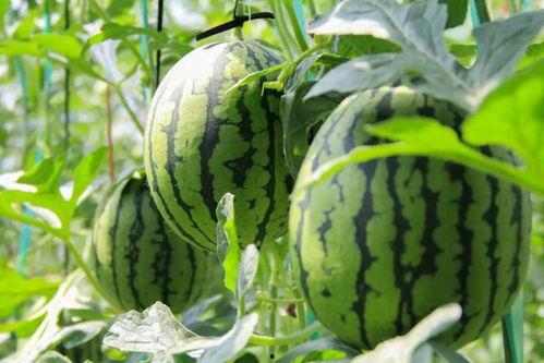 书亦普通话app免费应用下载v1.3.24 