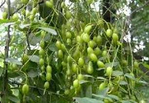 黑料吃瓜网apk普通安装 