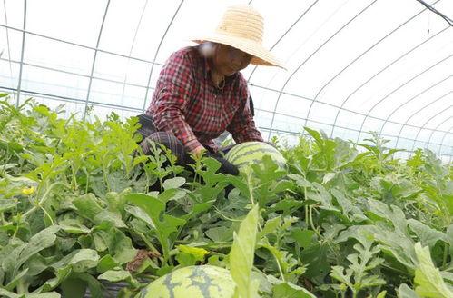 黑料吃瓜网apk普通安装  第2张